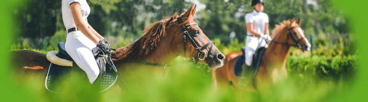 pferd kategorieeinstiegsbanner pferd kategorieeinstiegsbanner